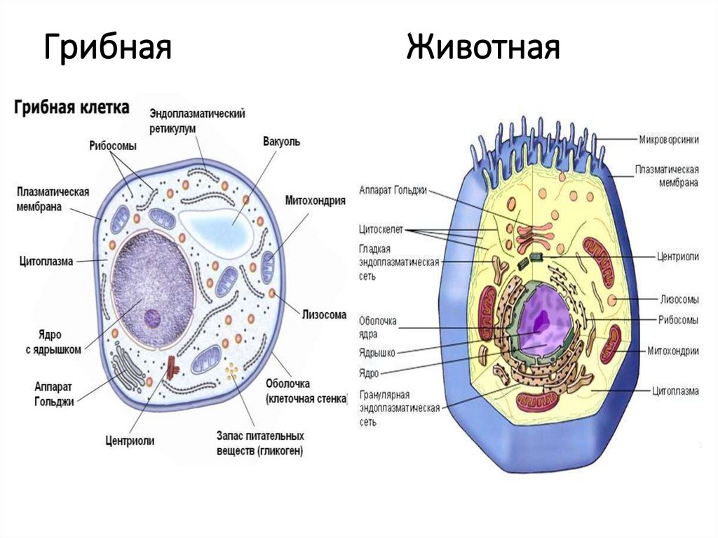 Грибная Животная
