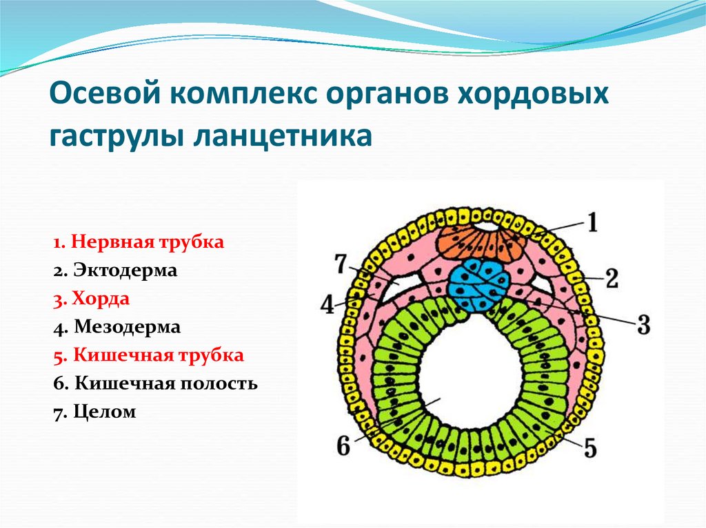 Осевой комплекс органов хордовых гаструлы ланцетника