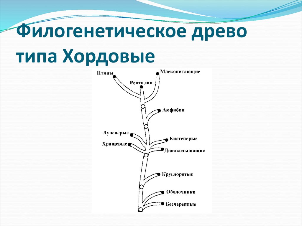 Филогенетическое древо типа Хордовые