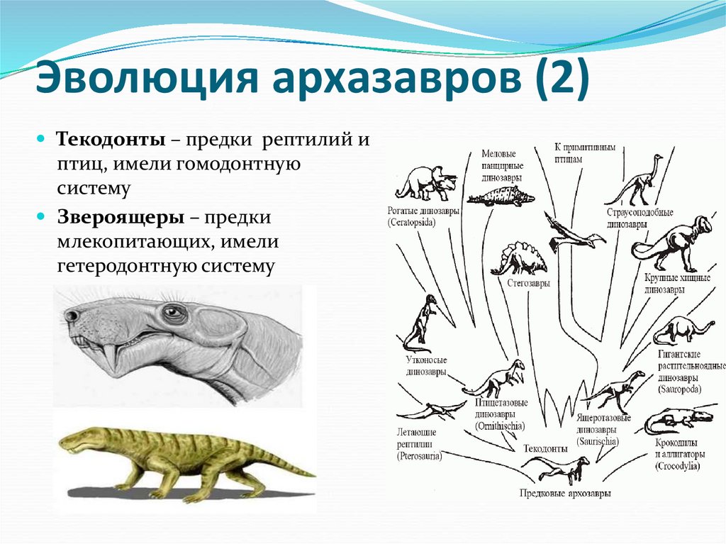 Эволюция архазавров (2)