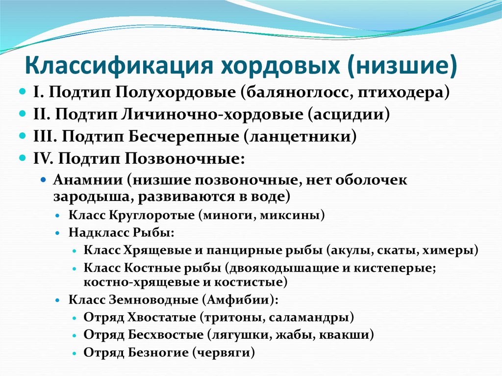 Классификация хордовых (низшие)