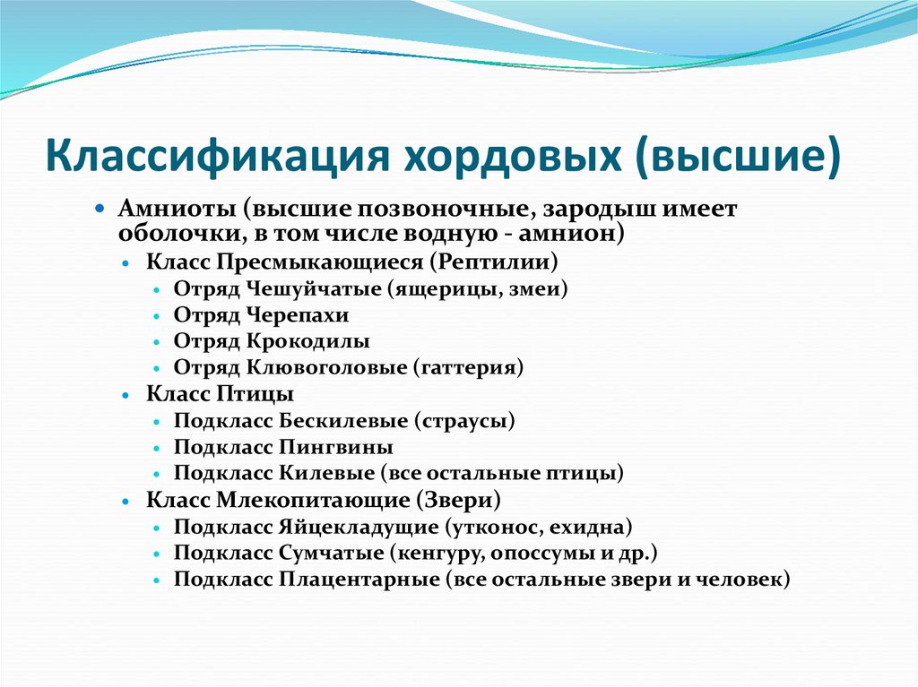 Классификация хордовых (высшие)