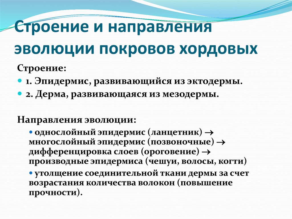 Строение и направления эволюции покровов хордовых