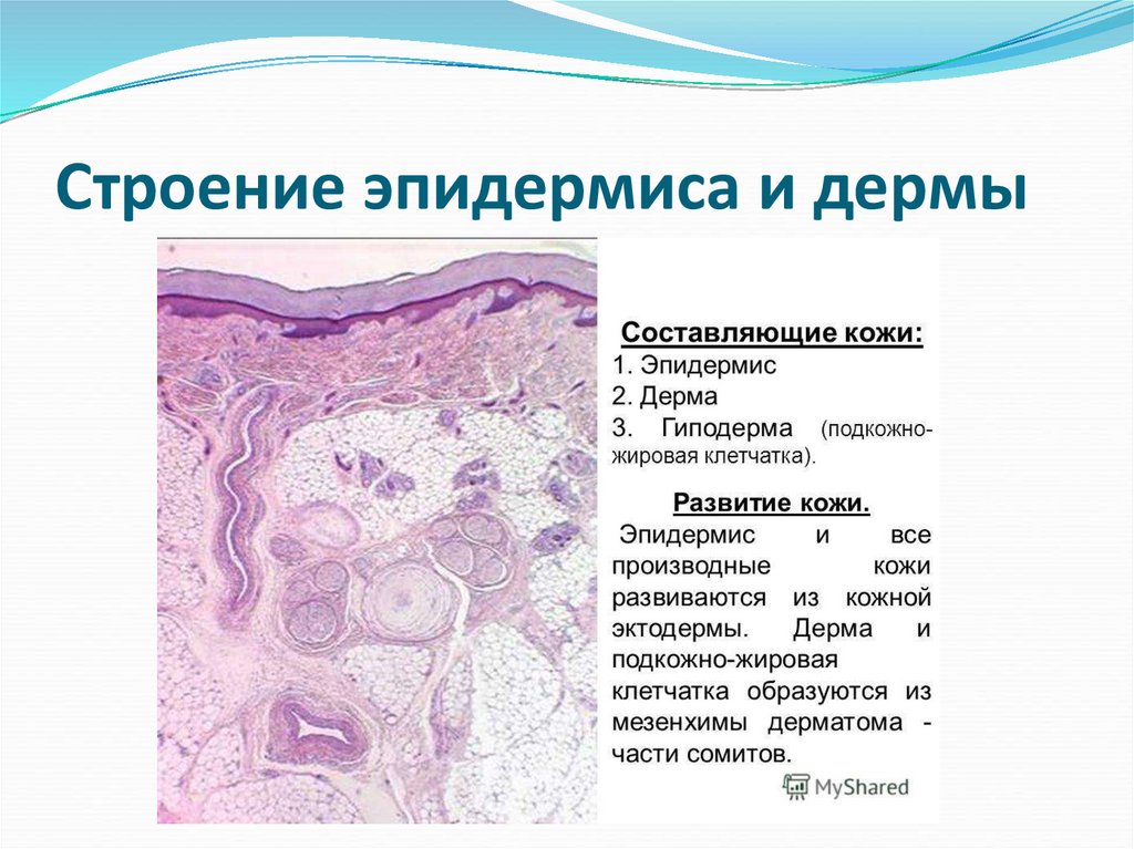 Строение эпидермиса и дермы