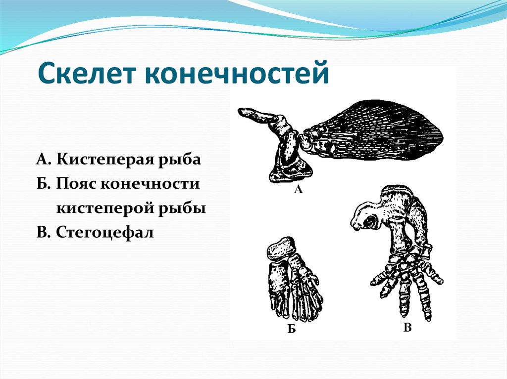 Скелет конечностей