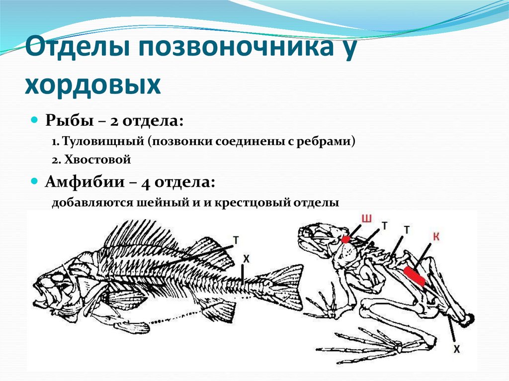 Отделы позвоночника у хордовых