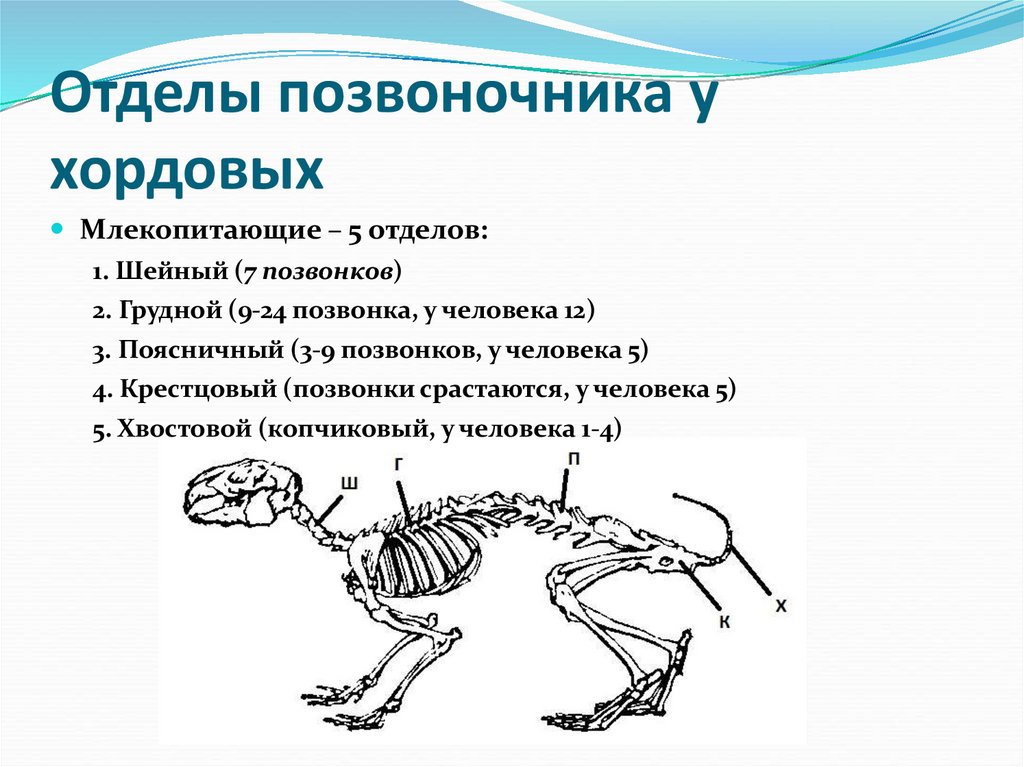 Отделы позвоночника у хордовых