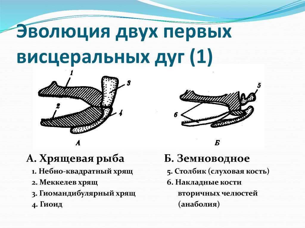 Эволюция двух первых висцеральных дуг (1)