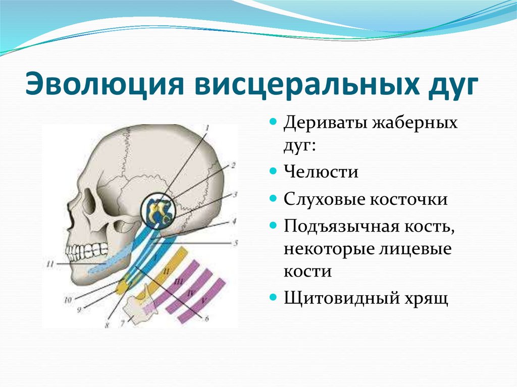 Эволюция висцеральных дуг