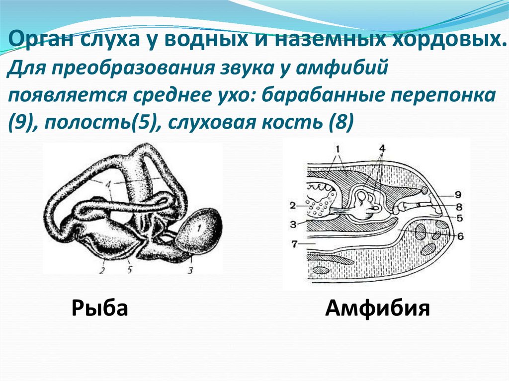 Орган слуха у водных и наземных хордовых. Для преобразования звука у амфибий появляется среднее ухо: барабанные перепонка (9),