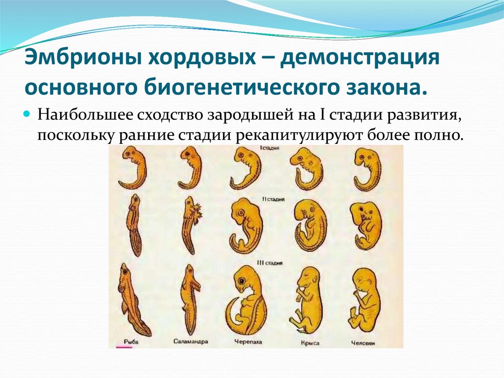 Эмбрионы хордовых – демонстрация основного биогенетического закона.