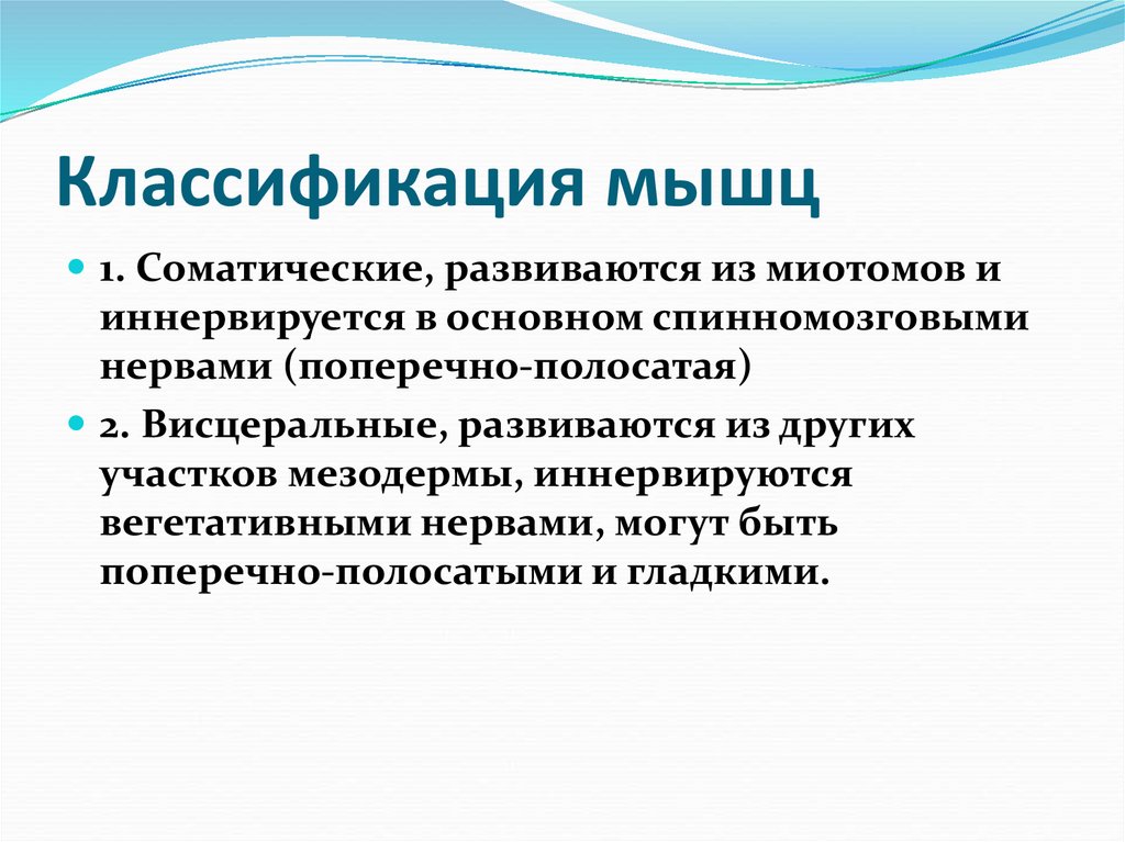 Классификация мышц