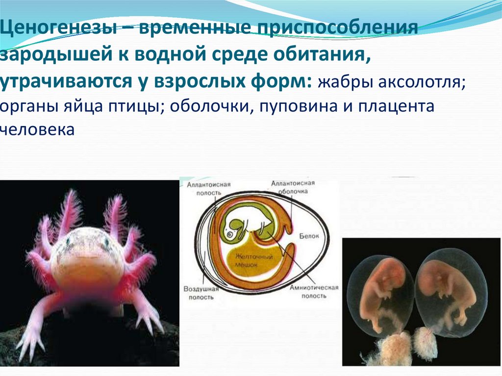 Ценогенезы – временные приспособления зародышей к водной среде обитания, утрачиваются у взрослых форм: жабры аксолотля; органы
