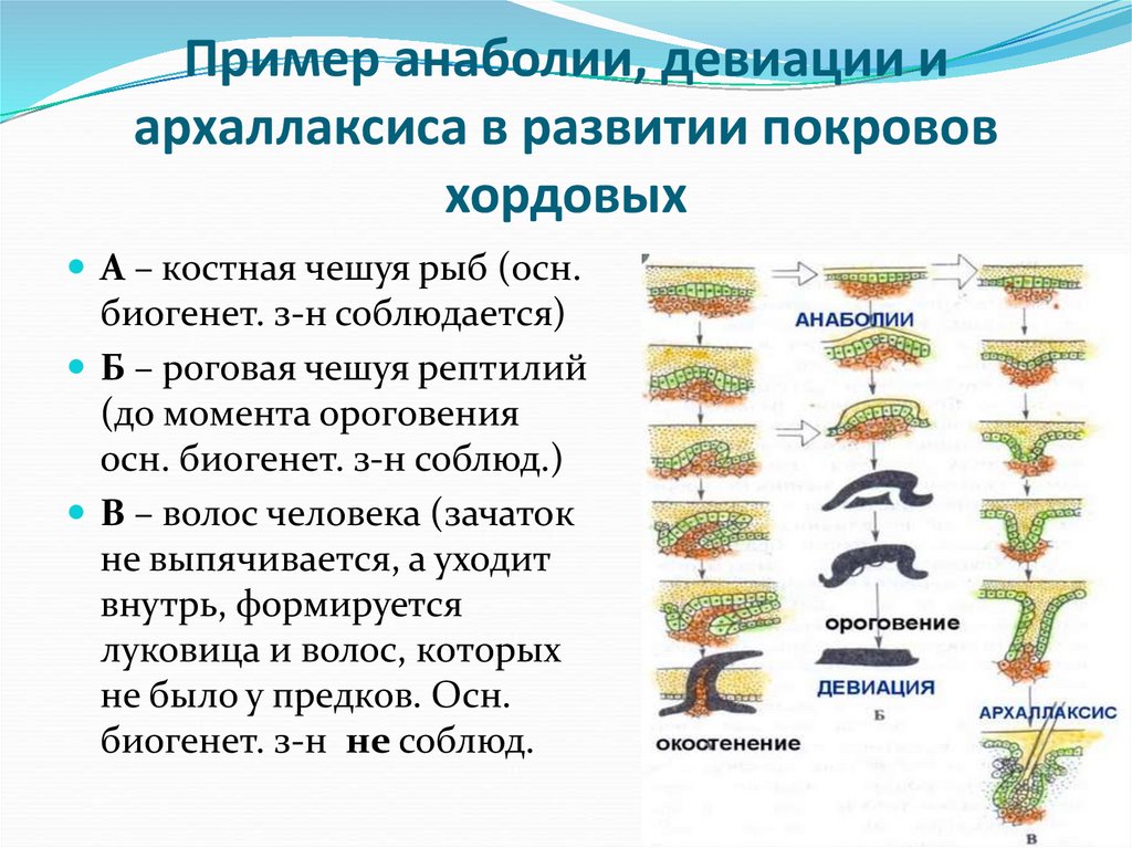 Пример анаболии, девиации и архаллаксиса в развитии покровов хордовых