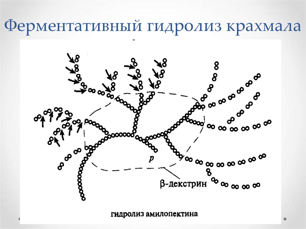 Ферментативный гидролиз крахмала
