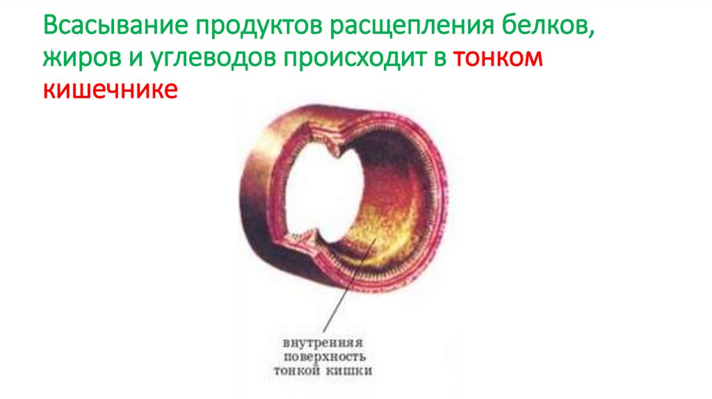 Всасывание продуктов расщепления белков, жиров и углеводов происходит в тонком кишечнике