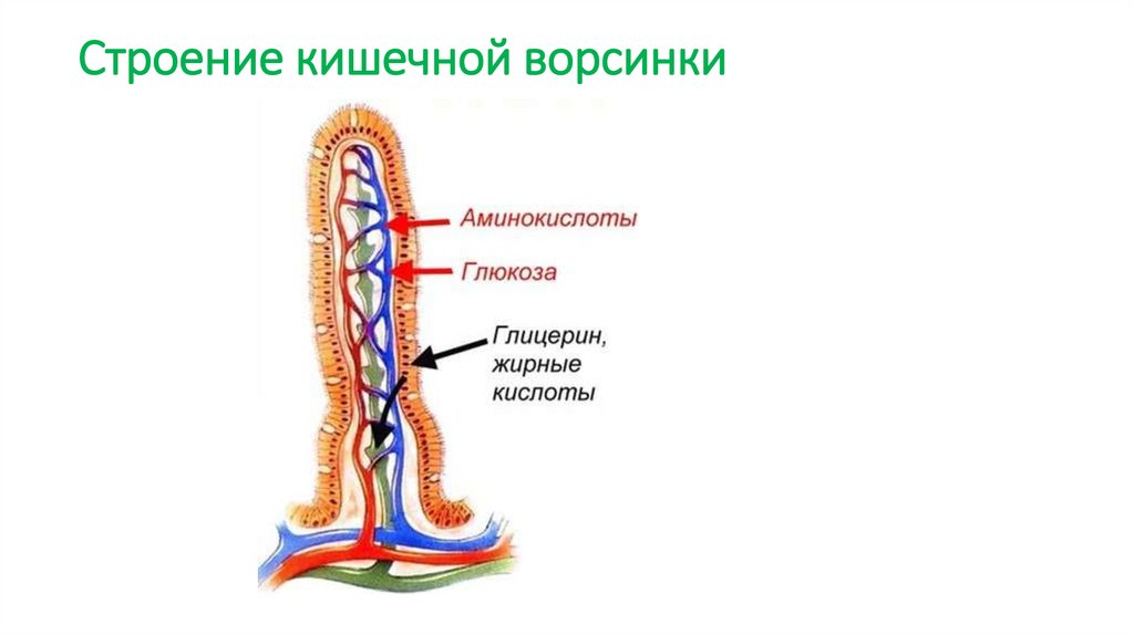 Строение кишечной ворсинки