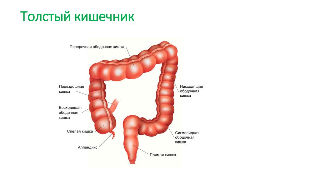 Толстый кишечник