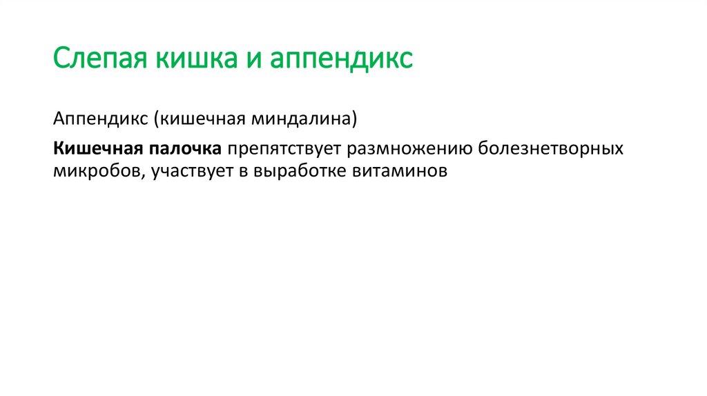 Слепая кишка и аппендикс