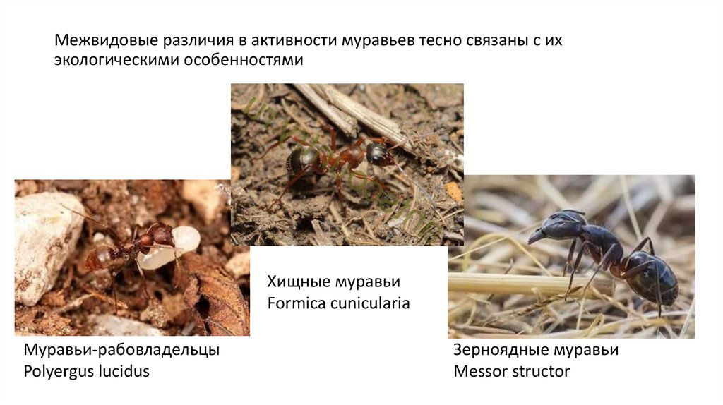 Межвидовые различия в активности муравьев тесно связаны с их экологическими особенностями