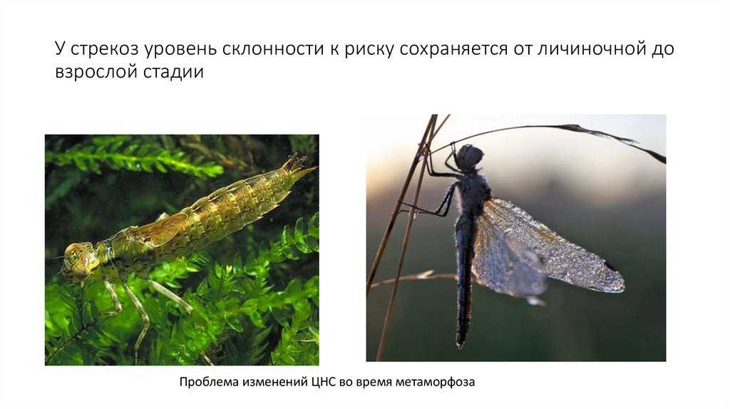 У стрекоз уровень склонности к риску сохраняется от личиночной до взрослой стадии