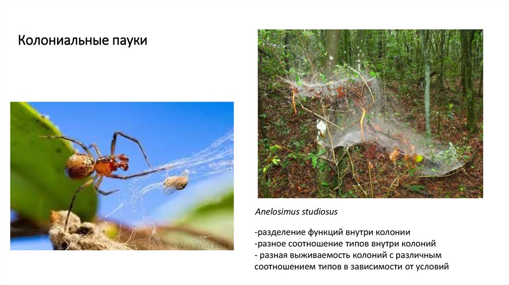 Колониальные пауки