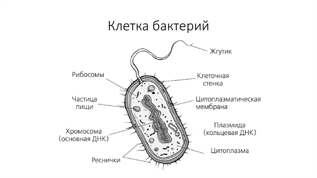 Клетка бактерий