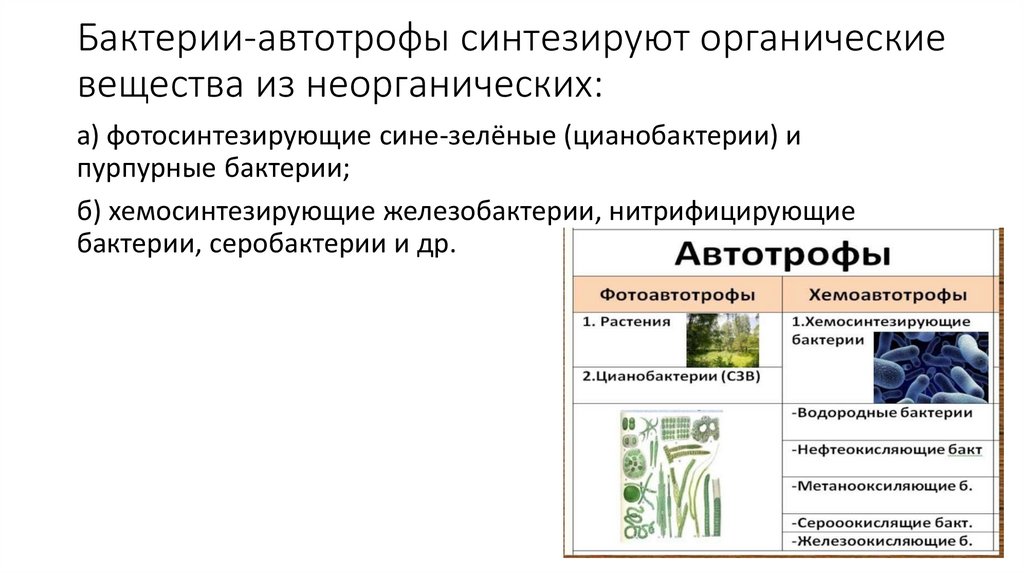 Бактерии-автотрофы синтезируют органические вещества из неорганических: