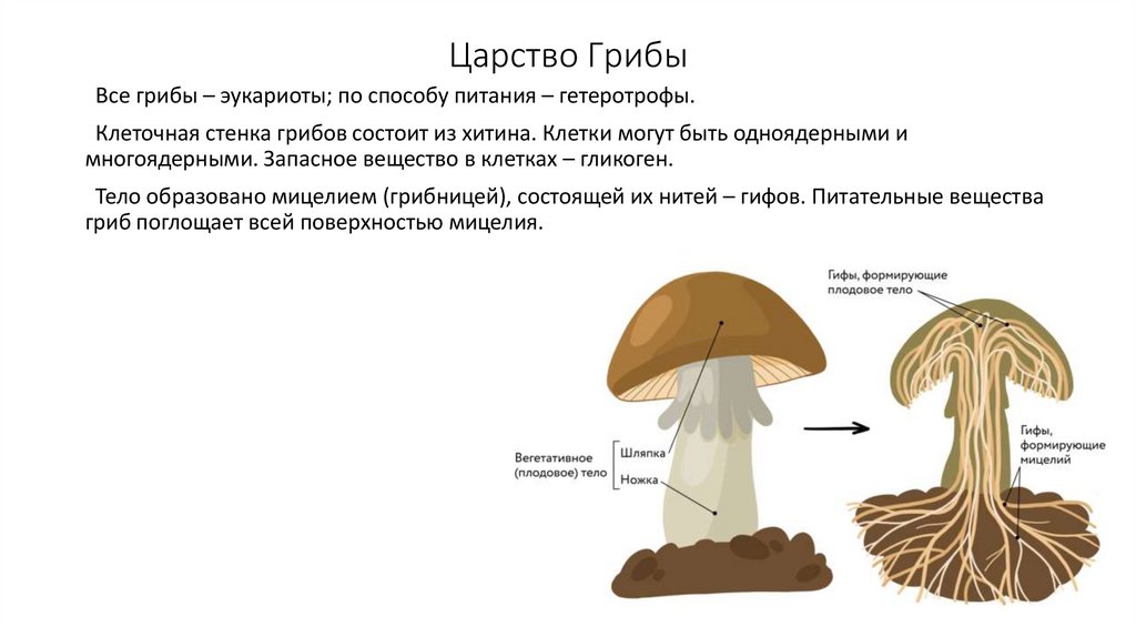 Царство Грибы