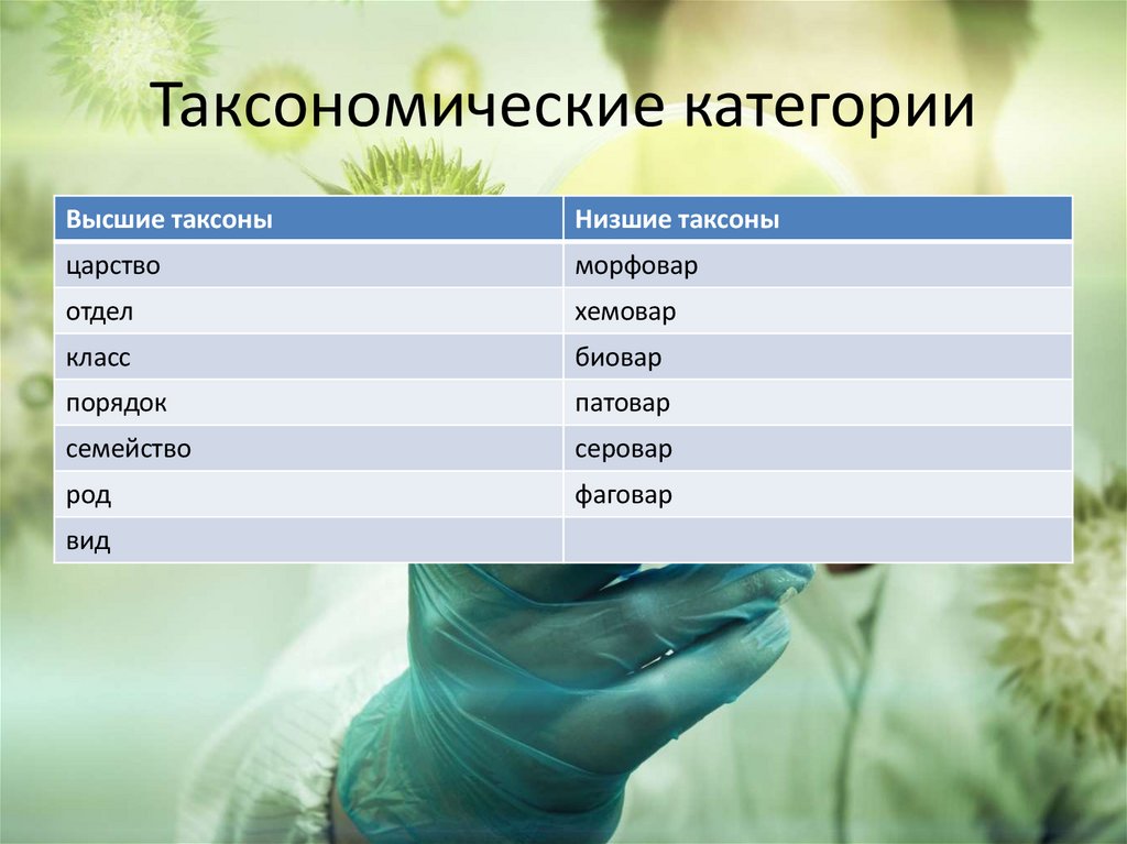 Таксономические категории