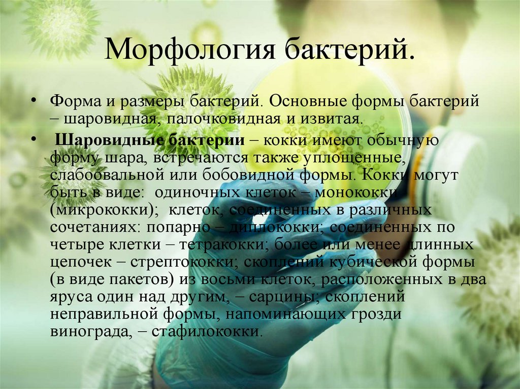 Морфология бактерий.