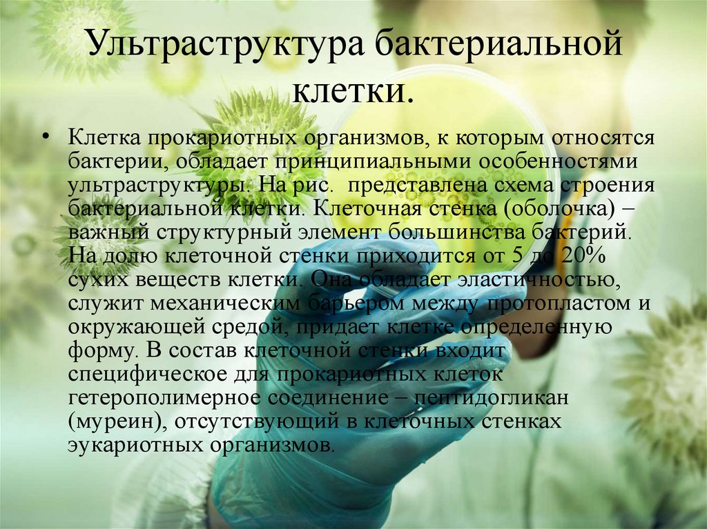 Ультраструктура бактериальной клетки.