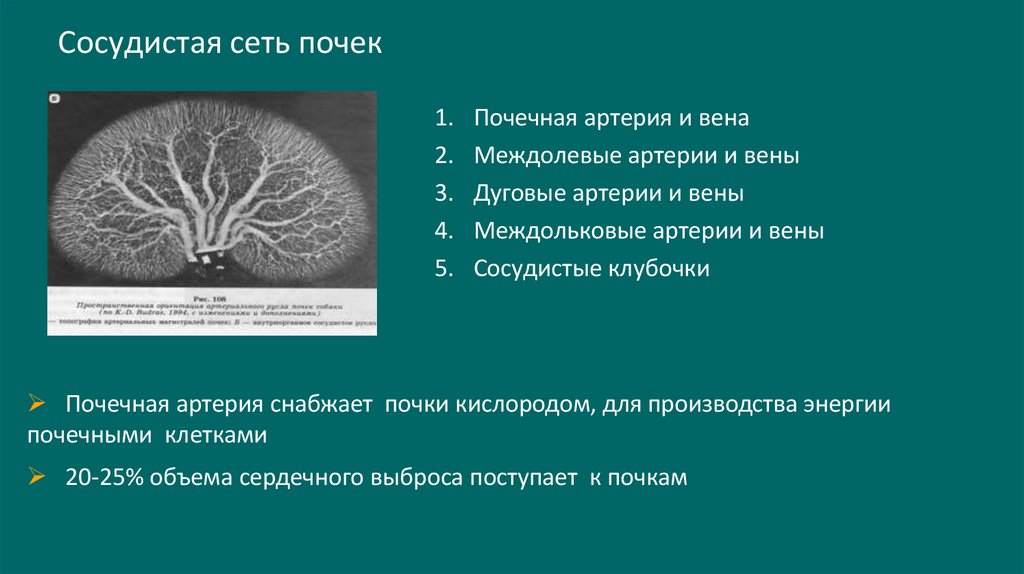 Сосудистая сеть почек