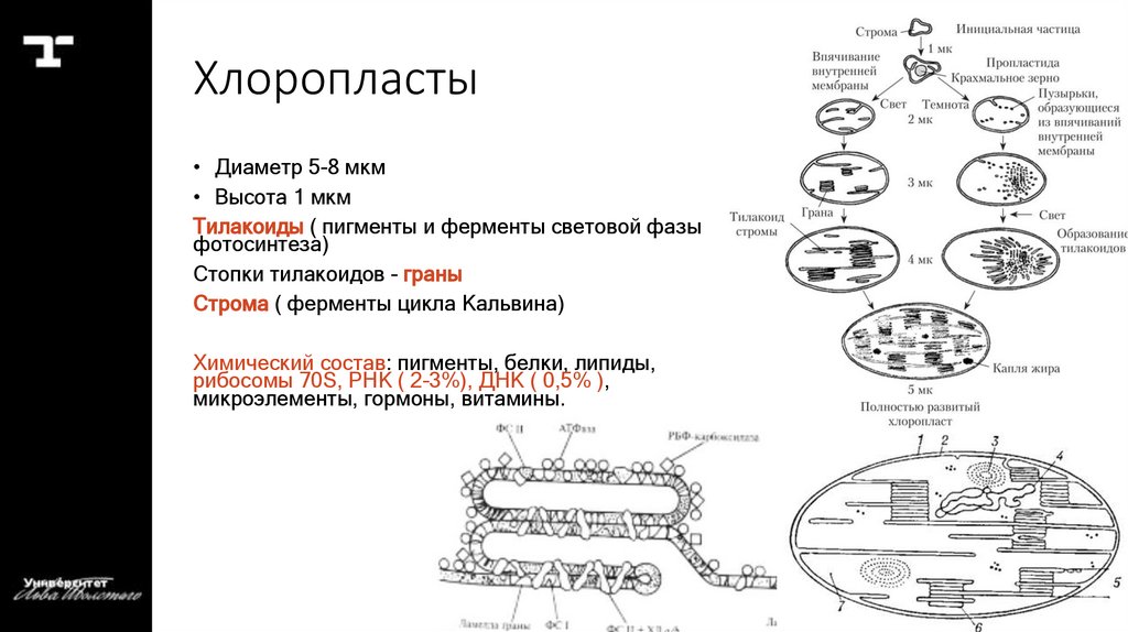 Хлоропласты