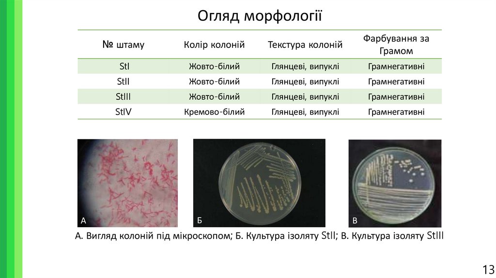 Огляд морфології