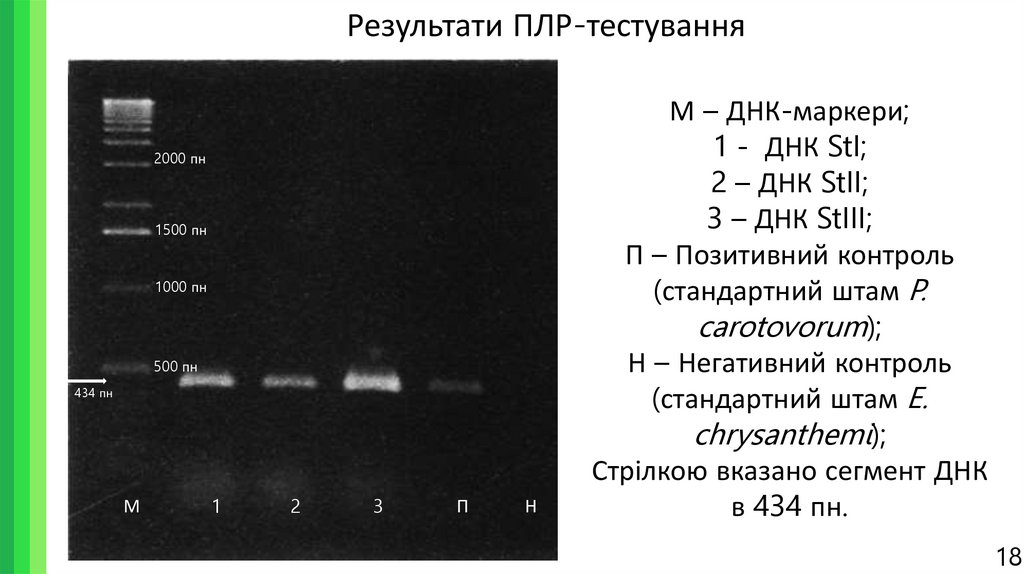 Результати ПЛР-тестування