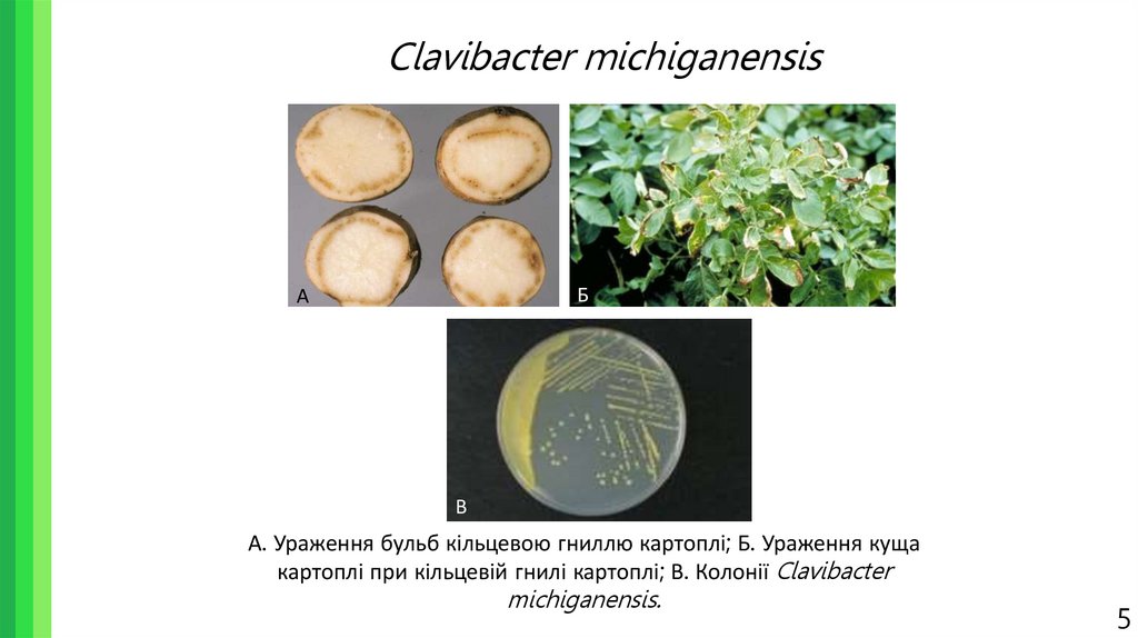 Clavibacter michiganensis