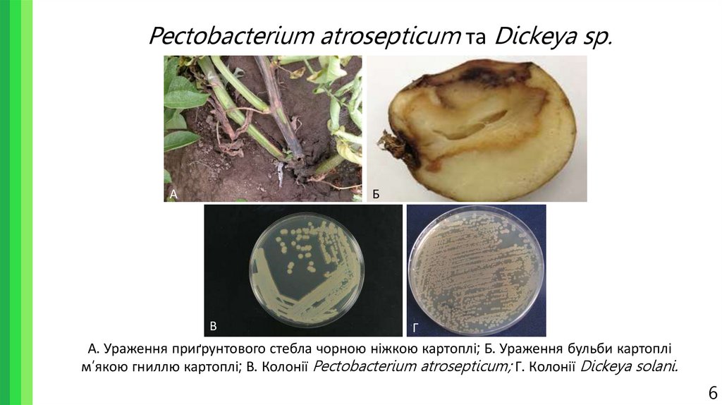 Pectobacterium atrosepticum та Dickeya sp.