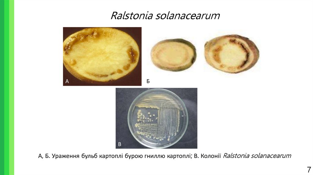 Ralstonia solanacearum