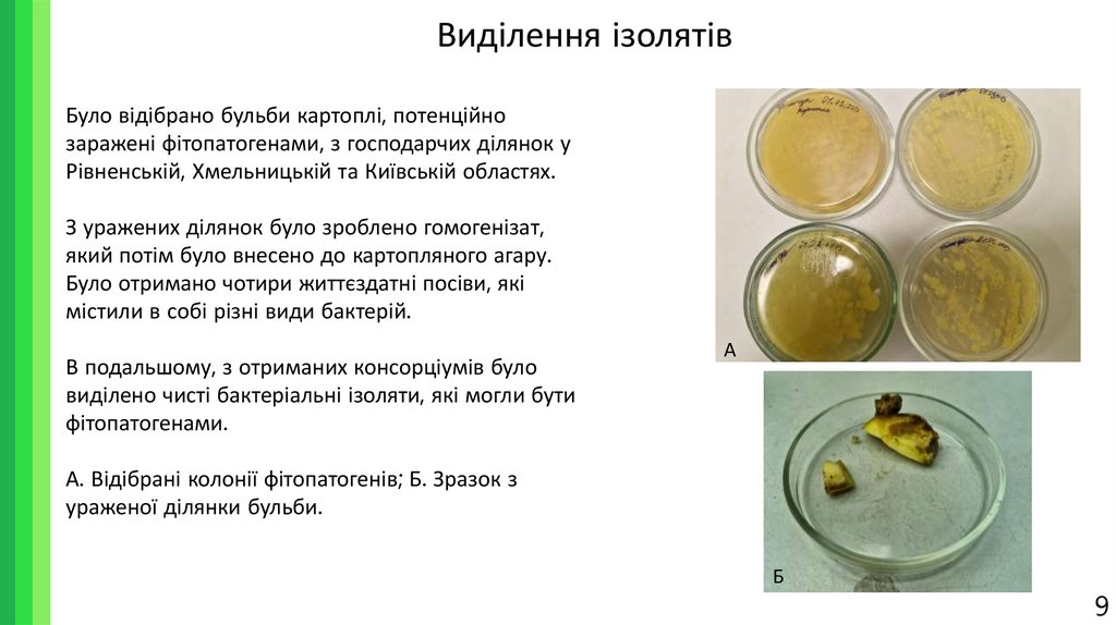Виділення ізолятів