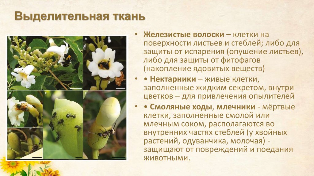 Выделительная ткань