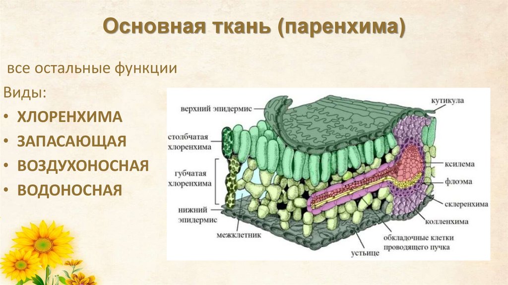 Основная ткань (паренхима)