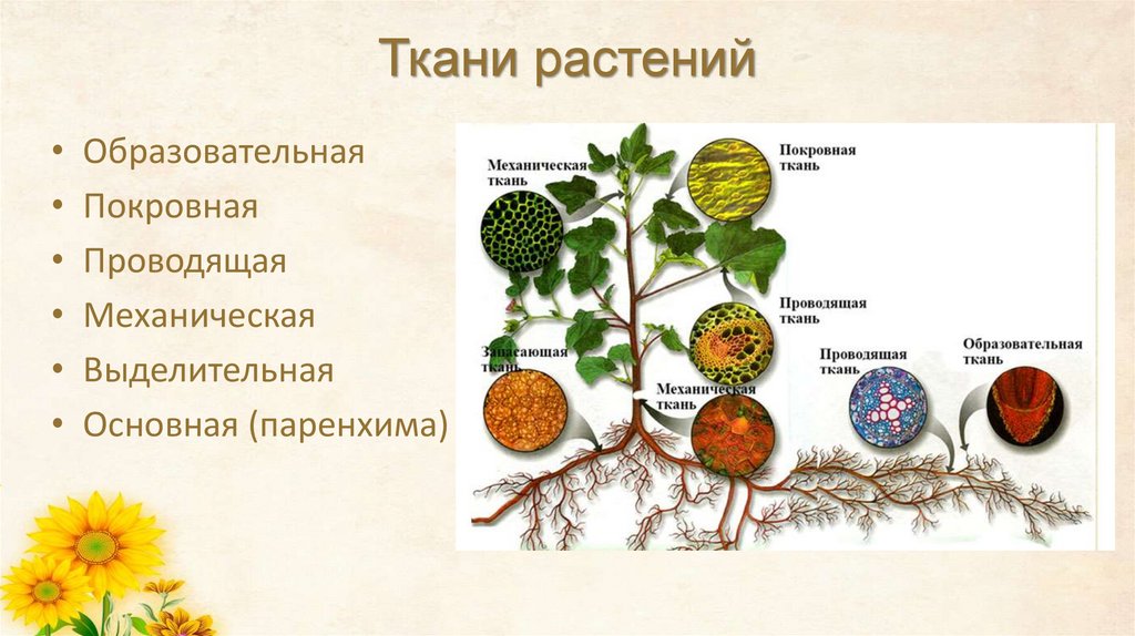 Ткани растений