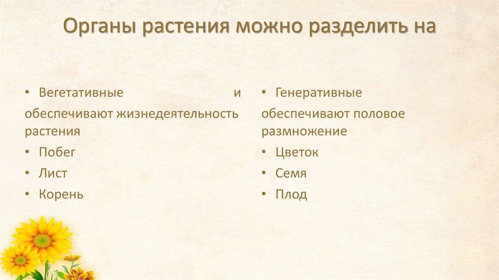 Органы растения можно разделить на