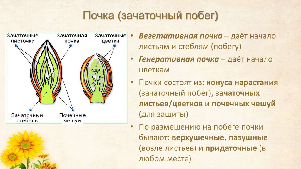 Почка (зачаточный побег)