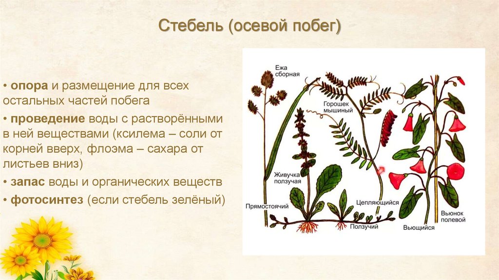 Стебель (осевой побег)