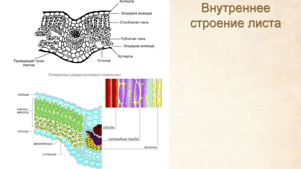 Внутреннее строение листа