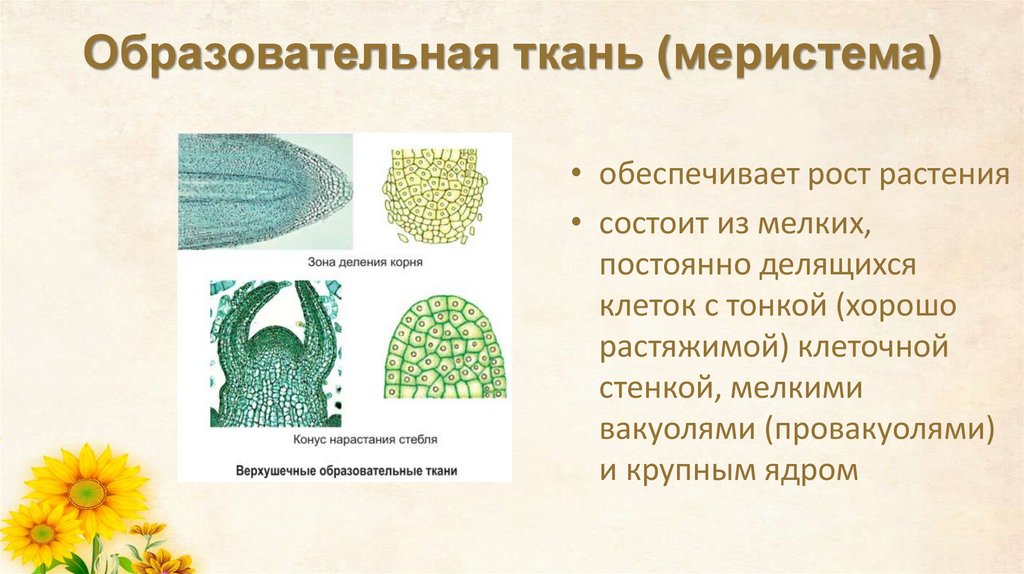 Образовательная ткань (меристема)