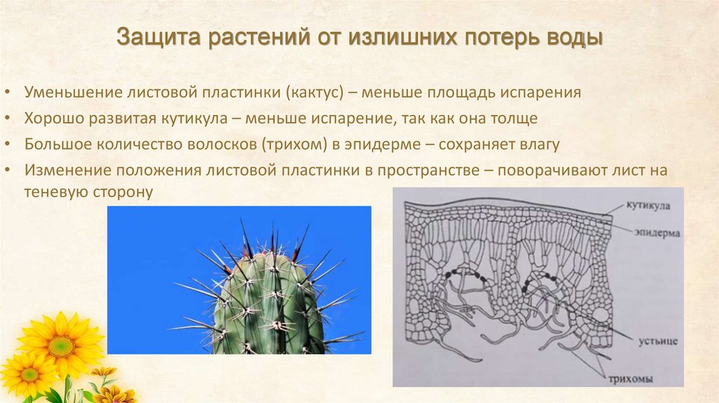 Защита растений от излишних потерь воды