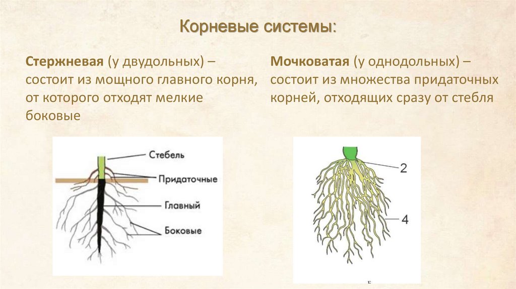 Корневые системы: